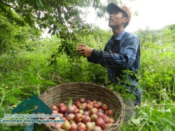 Mộc Châu - Một số đặc sản nên mua