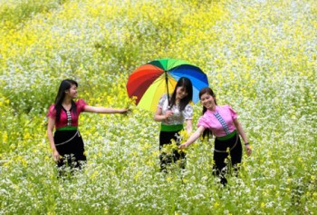 Mộc Châu mùa hoa cải trắng