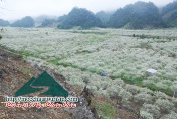 Mận Mộc Châu trắng trời xuân Quý Tị