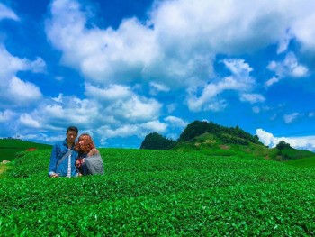 Đồi chè Mộc Châu tháng 4