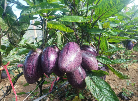 Dưa Pepino Mộc Châu – Loại quả đặc sản Mộc Châu mới nhất