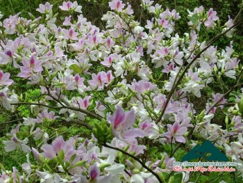 Xuân về trên thảo nguyên