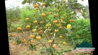 Mộc Châu mùa hái quả