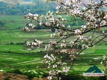 Hoa ban đồng cỏ
