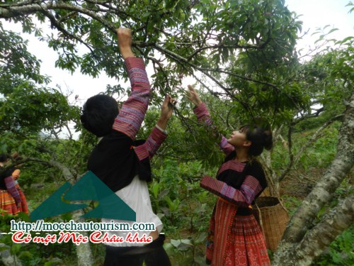 Tháng 5 về Mộc Châu hái mận