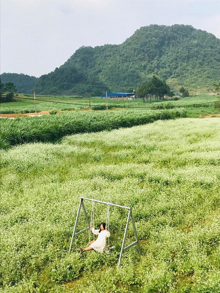 cai moc chau