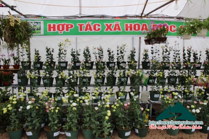Hội hoa xuân Ất Mùi năm 2015