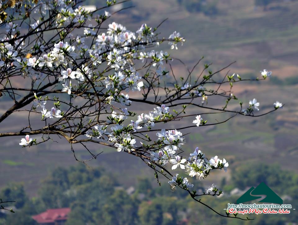 Khám phá hoa ban ở Mộc Châu