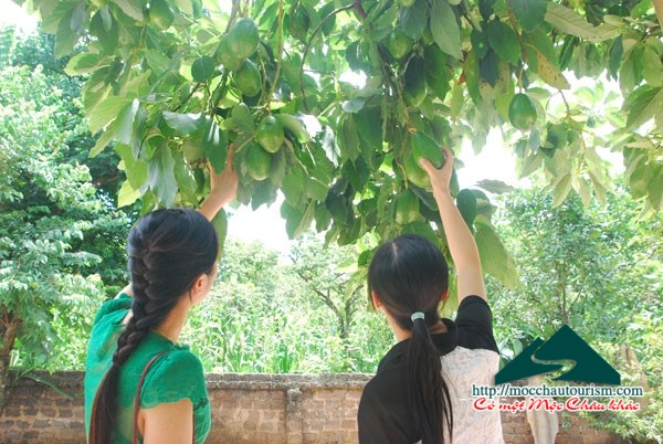 hái bơ mộc châu