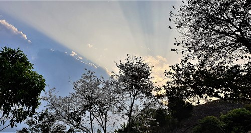 hoa ban mộc châu (8)