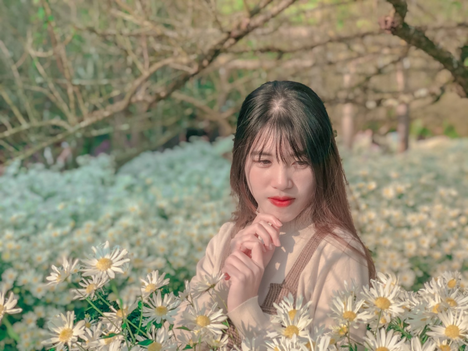 Cúc hoạ mi