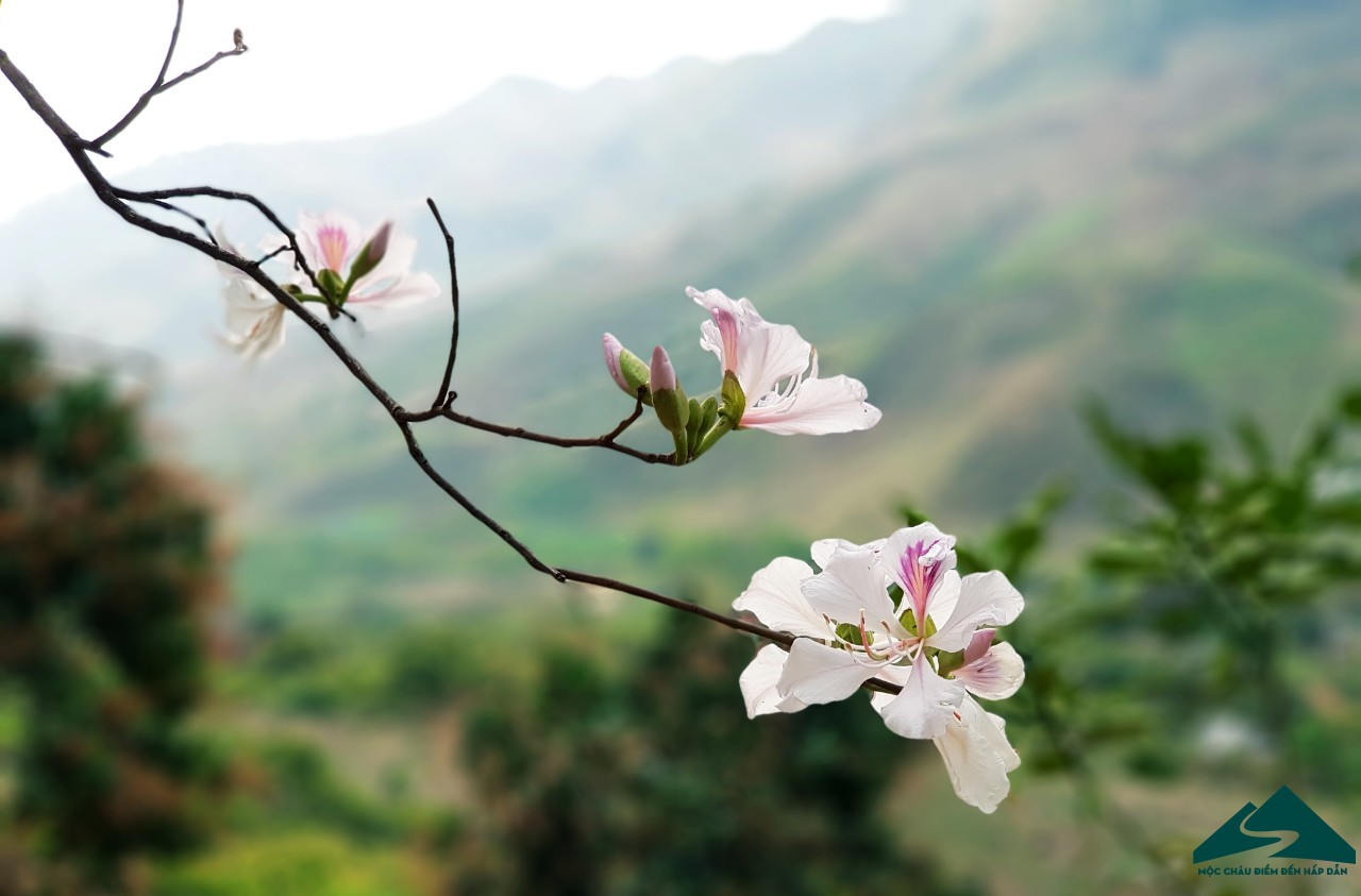 hoa ban moc chau (2)