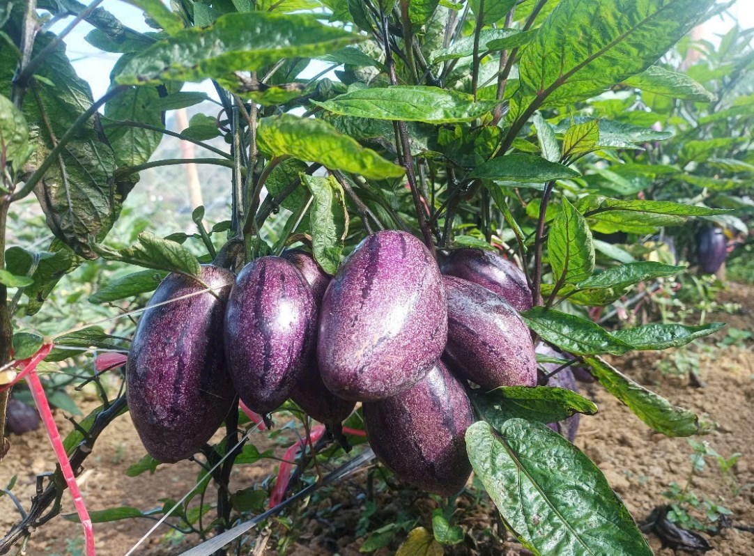 Dưa Pepino Mộc Châu – Loại quả đặc sản Mộc Châu mới nhất